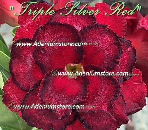 Adenium Triple Silver Red 5 Seeds